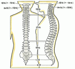 c_g_sp_1