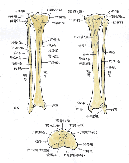 神経 麻痺 脛骨