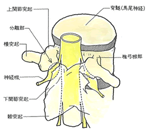 １４級９号 腰椎横突起骨折 ３０代男性 千葉県 後遺障害無料相談 秋葉行政書士事務所