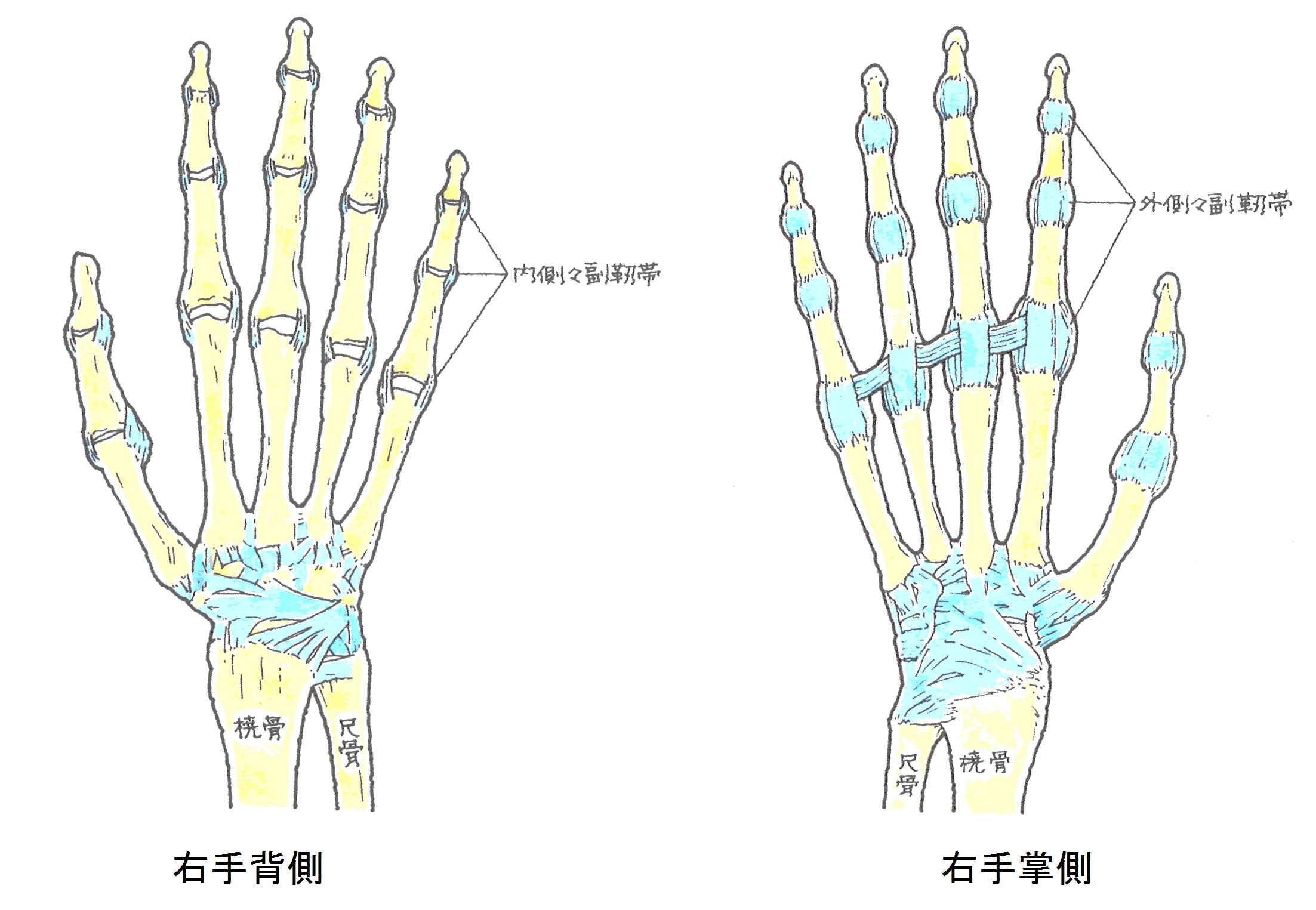 指 靭帯 損傷
